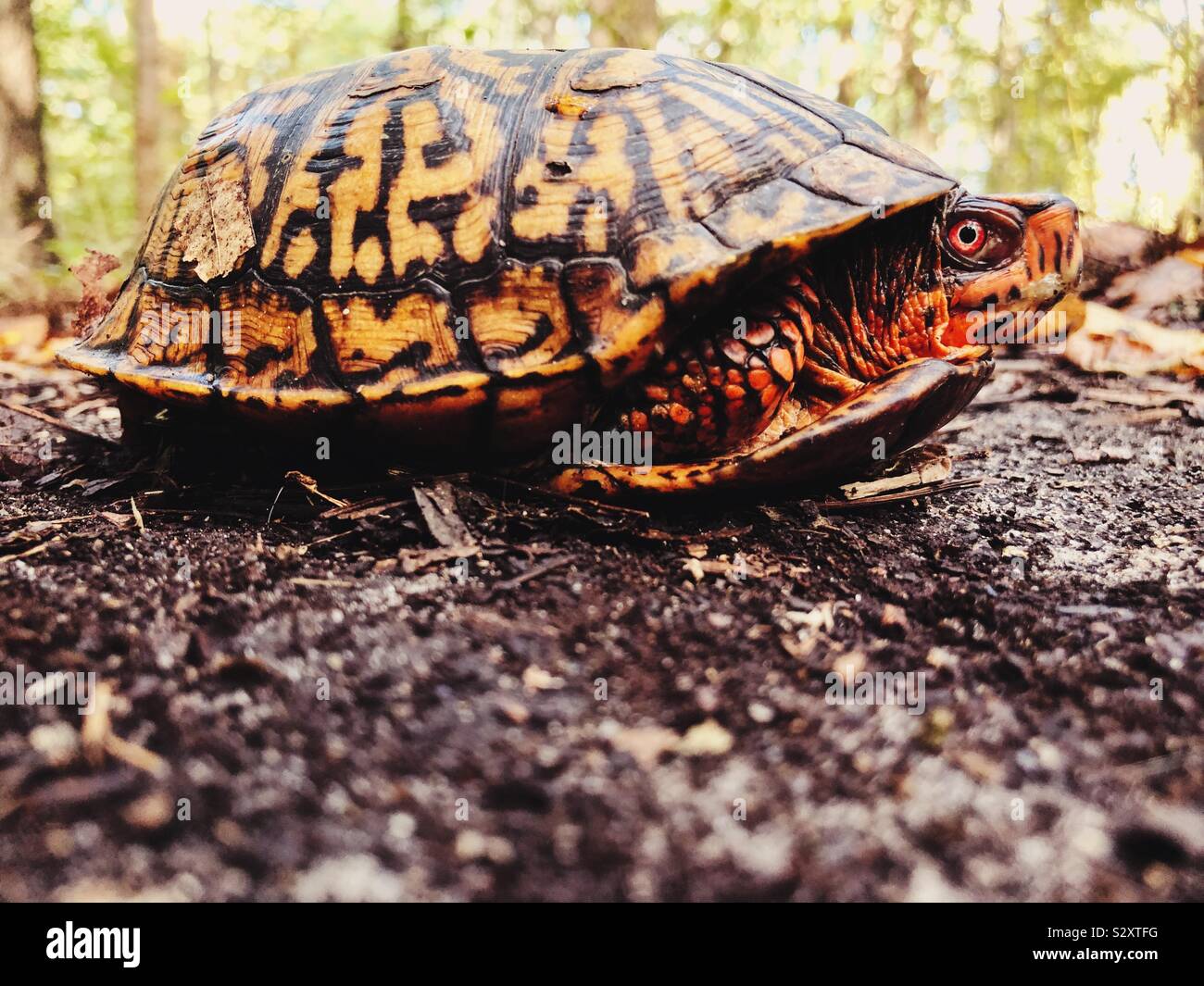 Box turtle in the woods Stock Photo