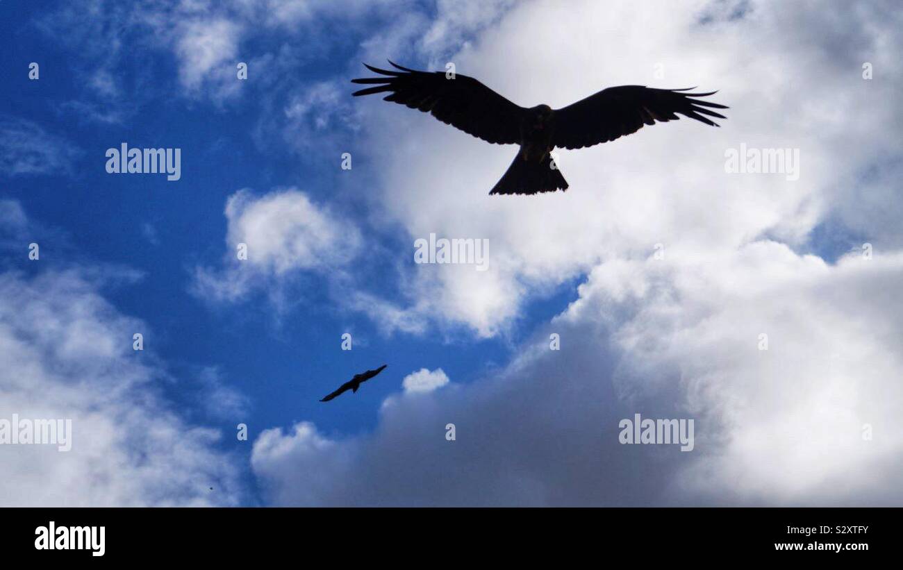 Birds flying in front of cloudy sky Stock Photo - Alamy