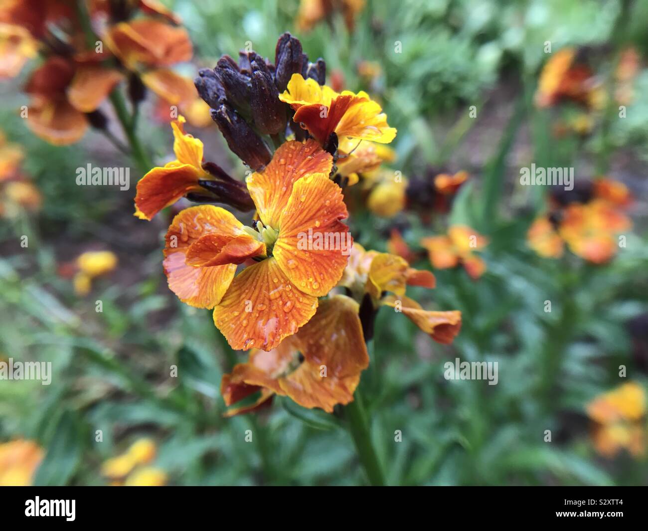 Clove orange hires stock photography and images Alamy