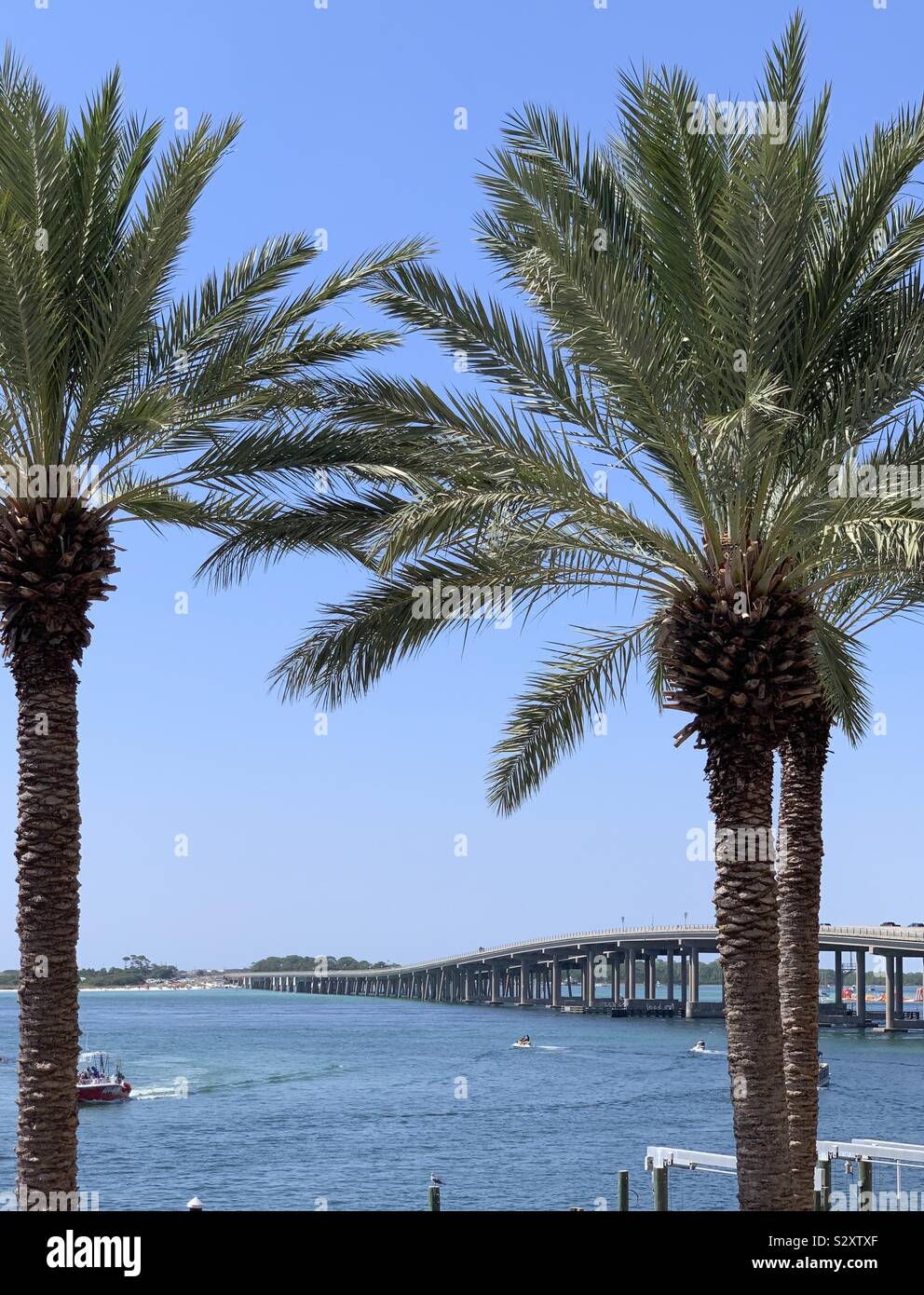 Large palm trees with view from up high of Gulf of Mexico water and