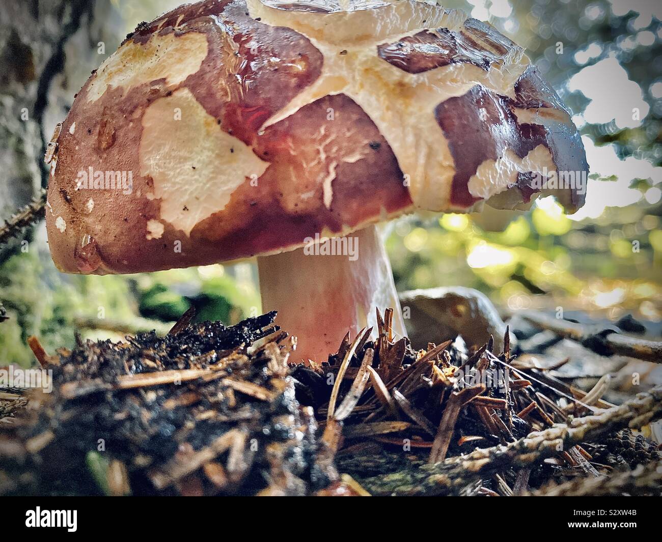 Closeup of wild mushroom in the forest grounds of Olympic National Park, Washington State. - Smartphone Captured Stock Image