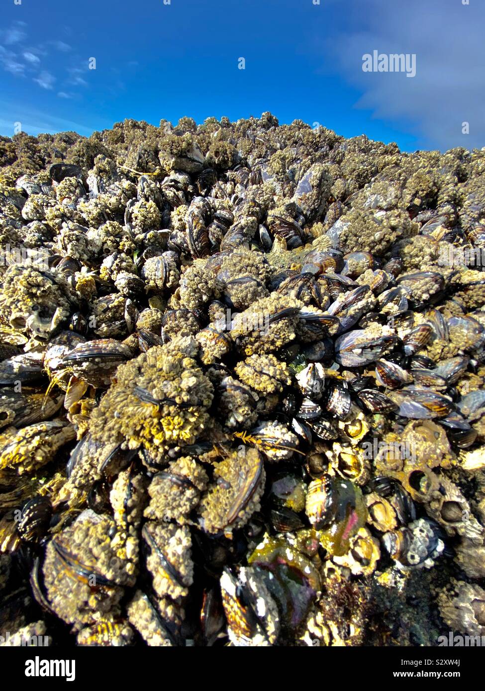Mountain of live mussels exposed during low tide. Olympic National Park, Washington State Stock Photo