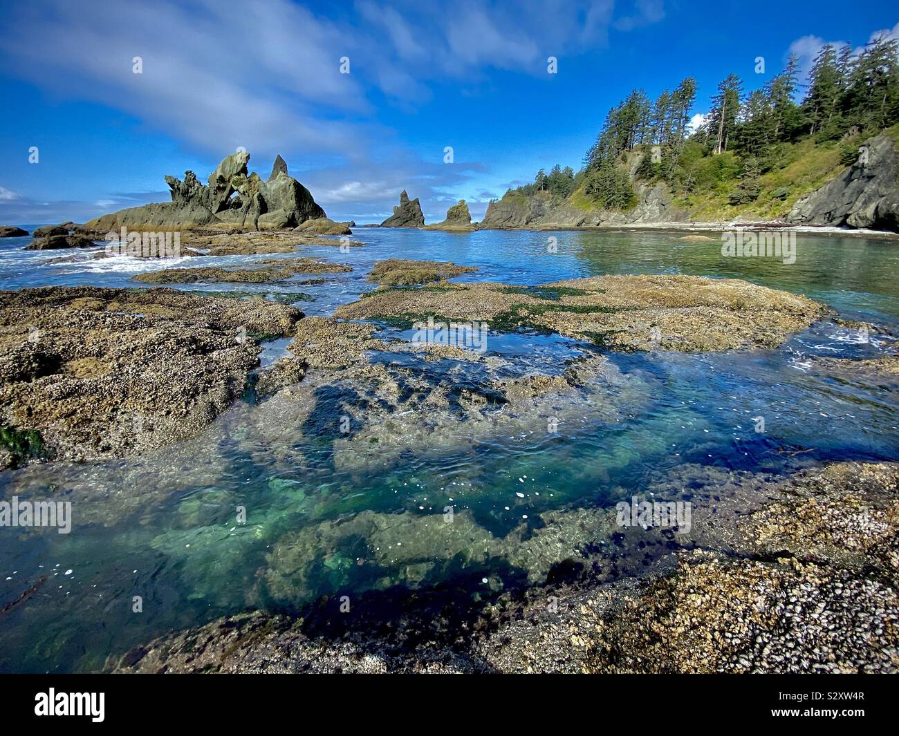 Sea stacks and protected cove at Shi Shi beach, Olympic National Park, Washington state, USA - Smartphone Captured Stock Image
