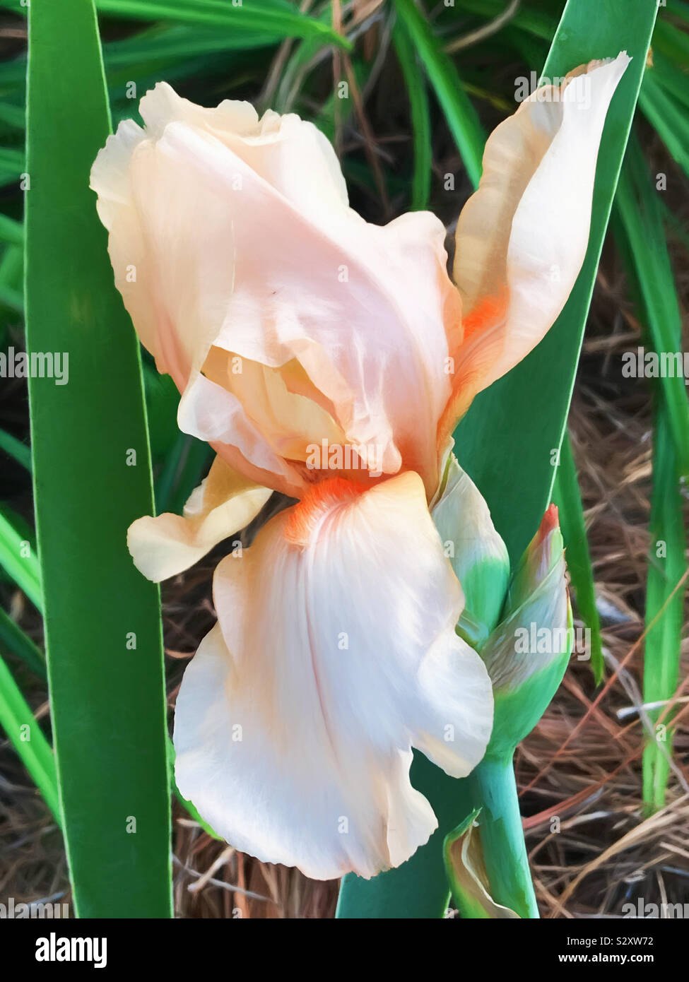 A peach colored Bearded Iris flower in full bloom in a backyard flowerbed. In a southern USA garden it can bloom many times during the year. Stock Photo