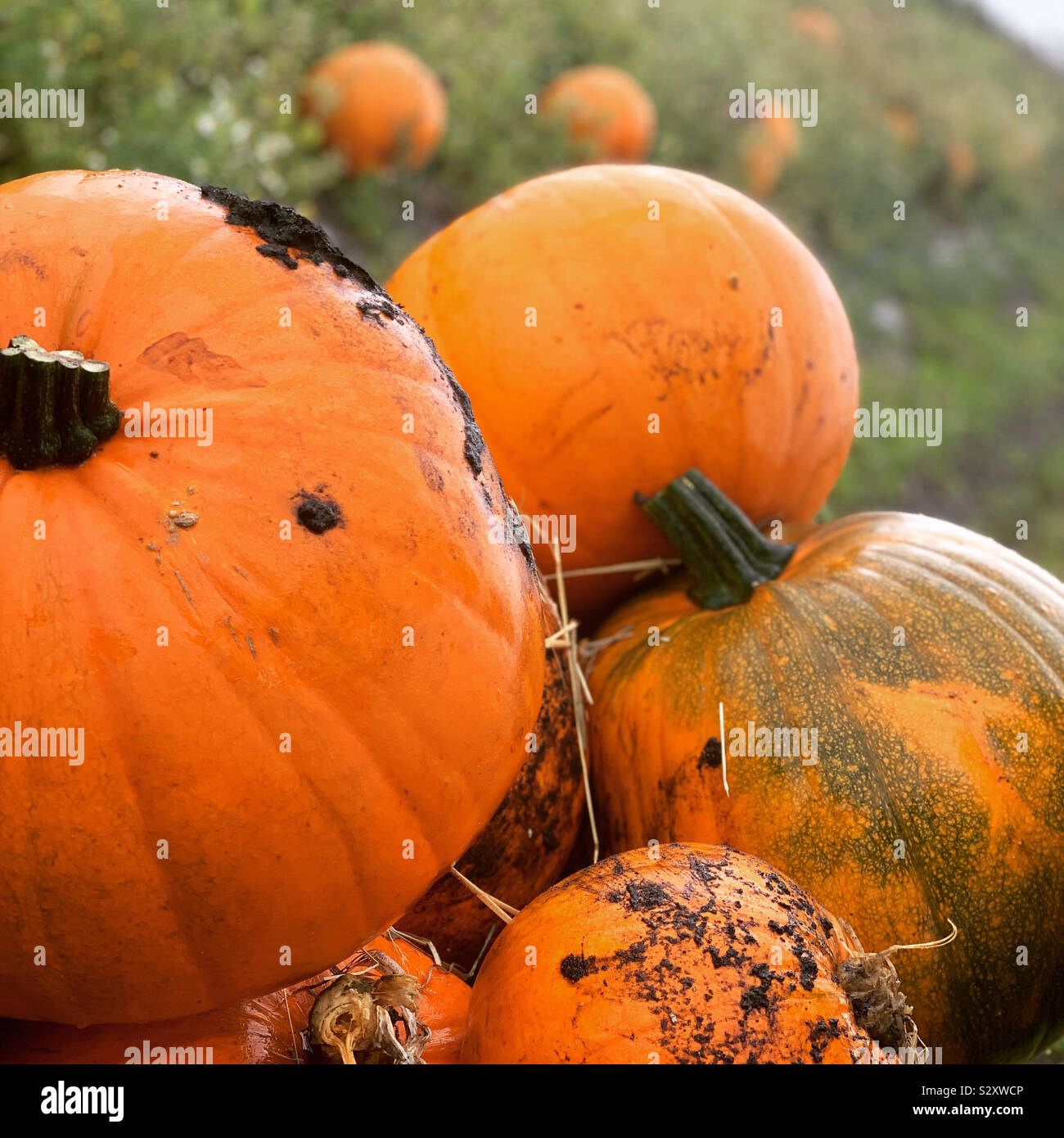 Pumpkin picking in Ormskirk England for Halloween Stock Photo