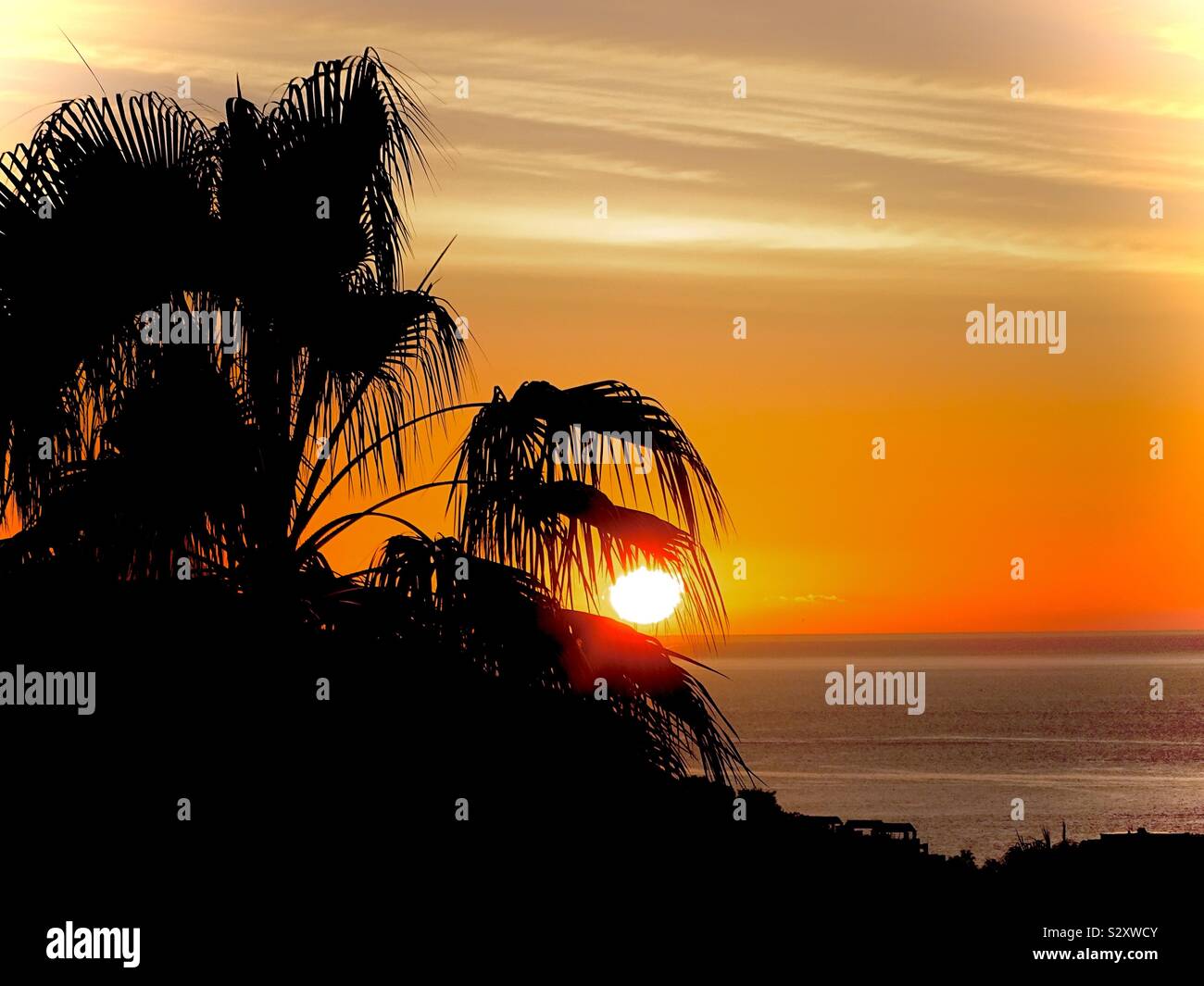 Sunset in Spain with palm trees in silhouette Stock Photo - Alamy