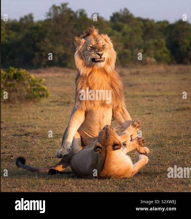 Best caption ever since day 1, in Akagera nationa park Stock Photo