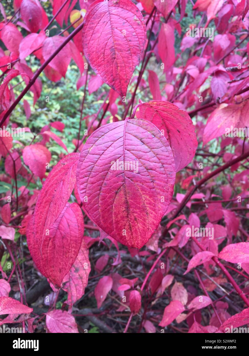 Autumn colours - Smartphone Captured Stock Image