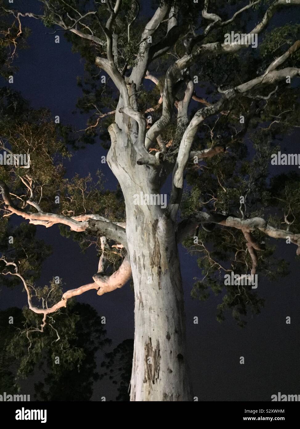 White floodlight eucalyptus tree Stock Photo