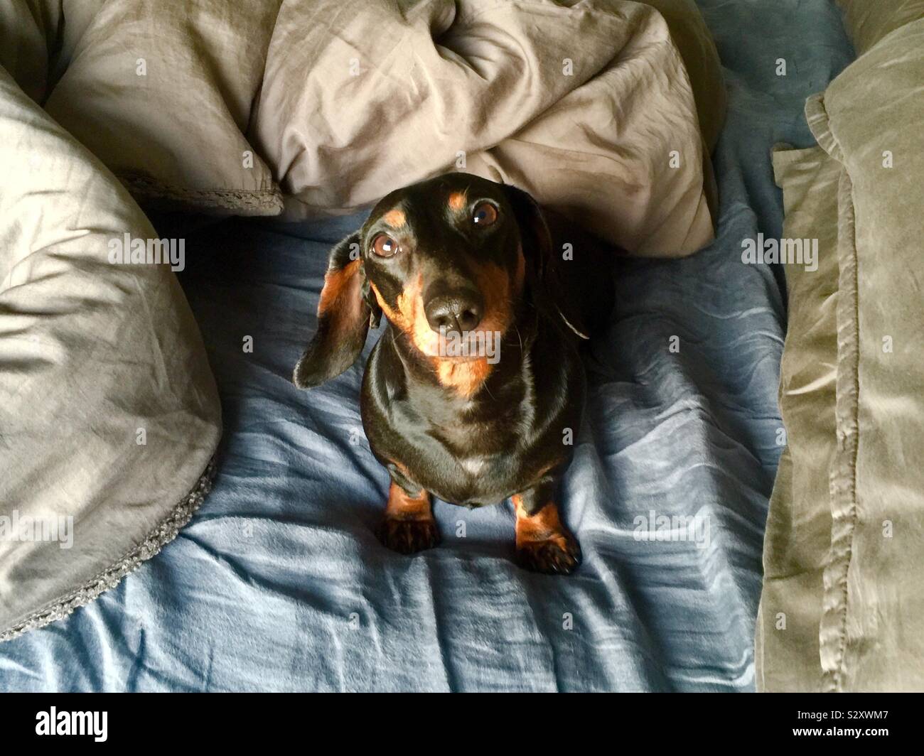 Miniature dachshund in bed looking at camera Stock Photo Alamy