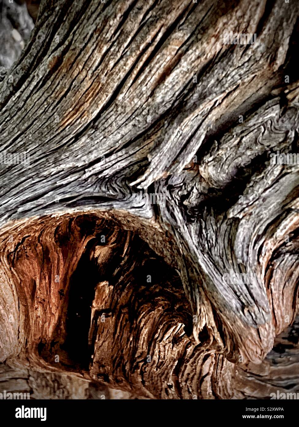 Gnarled wood burl looks like a cave Stock Photo