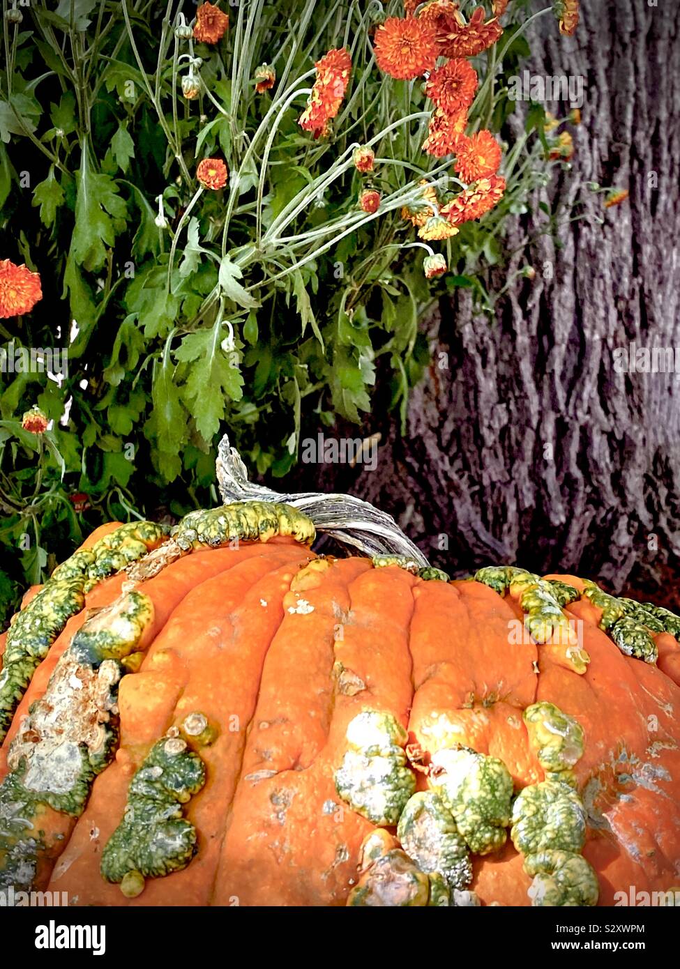Warty pumpkin near tree and mums, a garden display Stock Photo