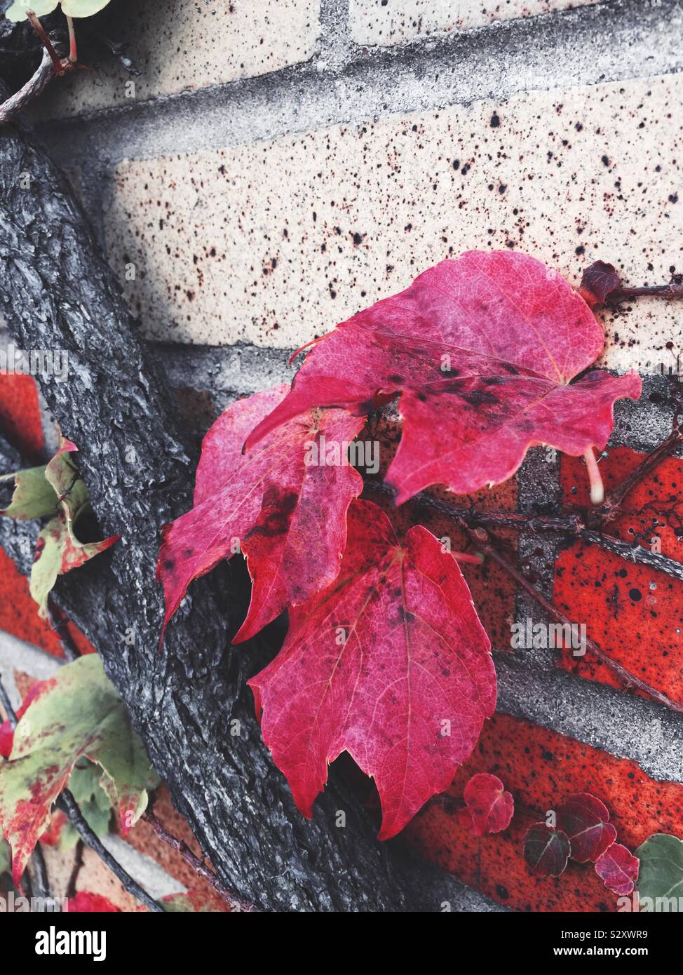 Vibrant red ivy leaves on a brick wall on a sunny autumn afternoon, USA - Smartphone Captured Stock Image