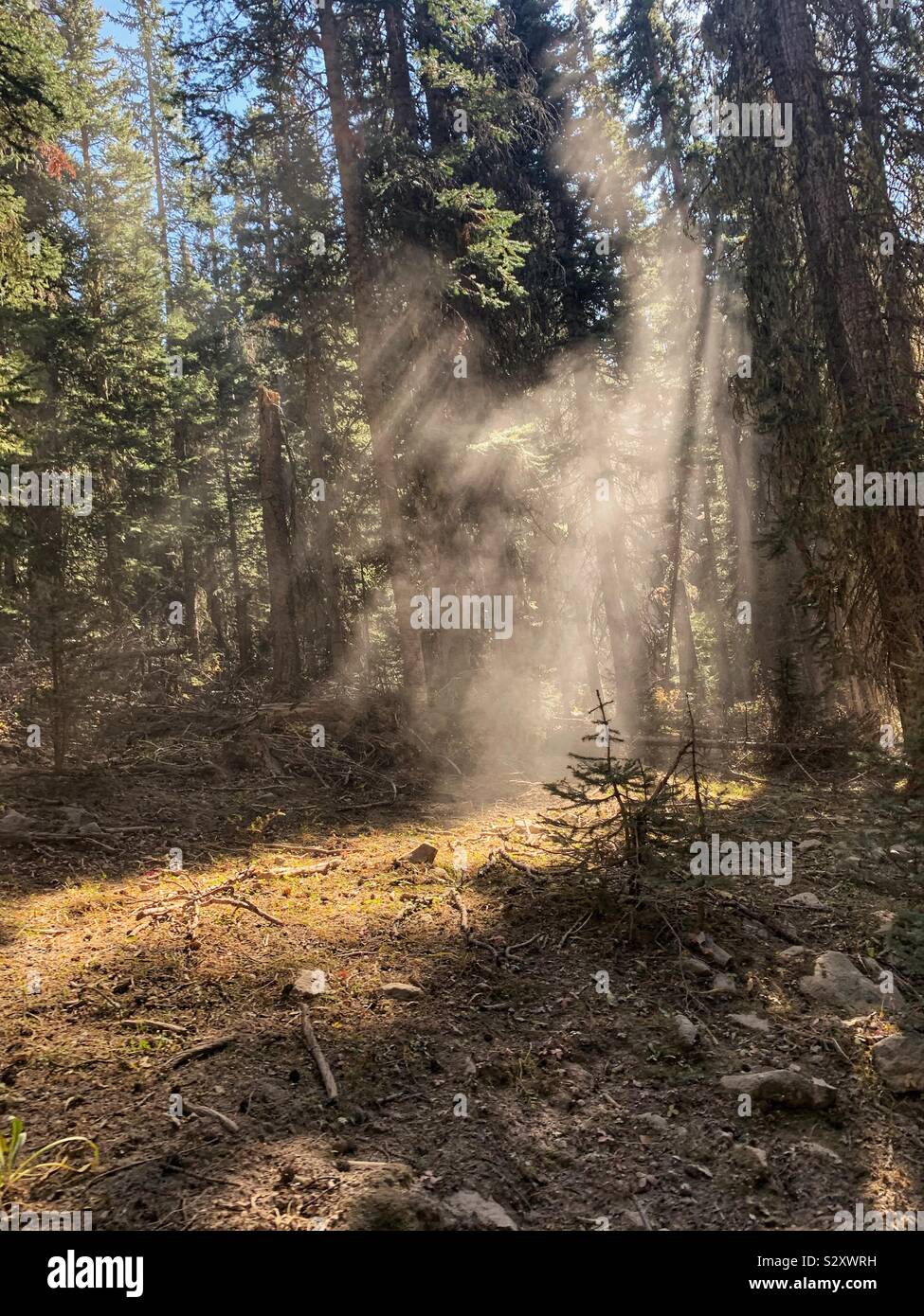 Sun rays through the trees Stock Photo - Alamy