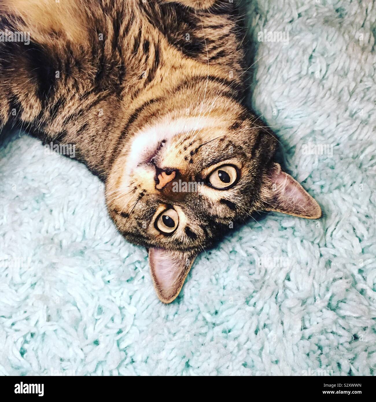 A tabby cat laying on a mint green shag rug. Stock Photo