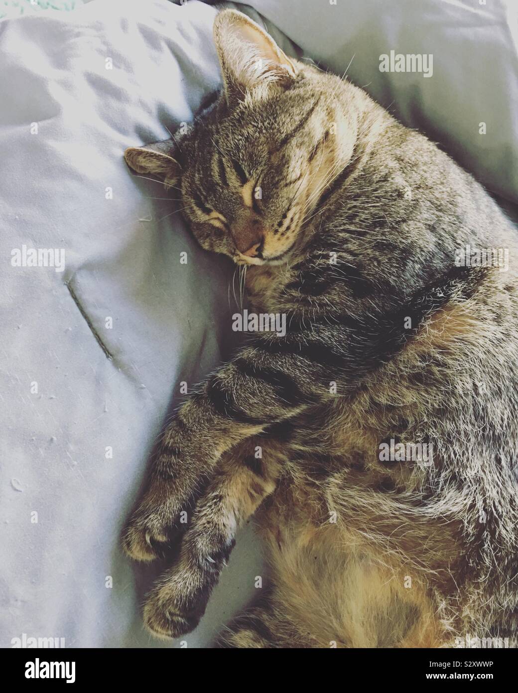 A tabby cat sleeping on a bed. Stock Photo
