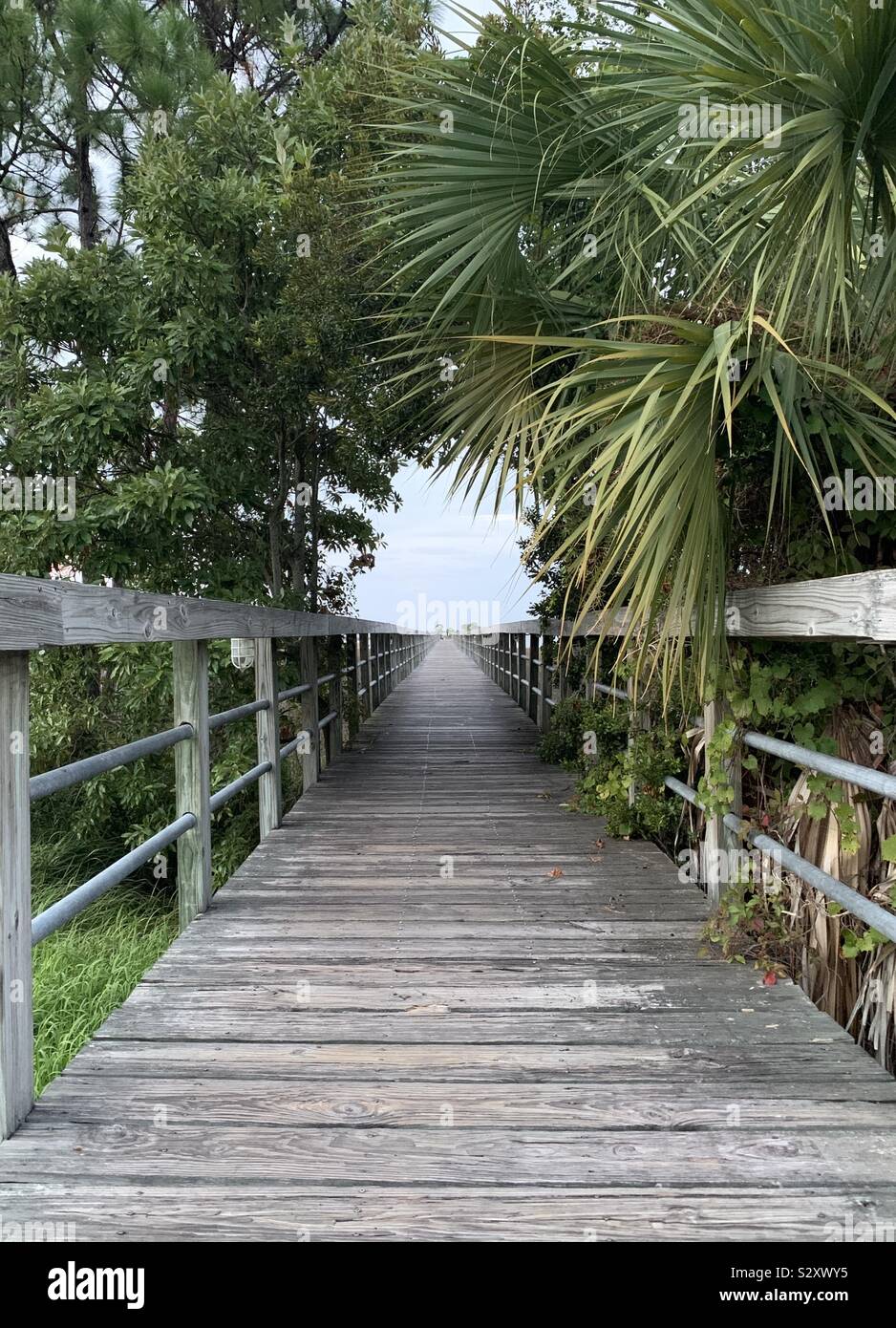 Tropical plant archway over long wooden pier Stock Photo