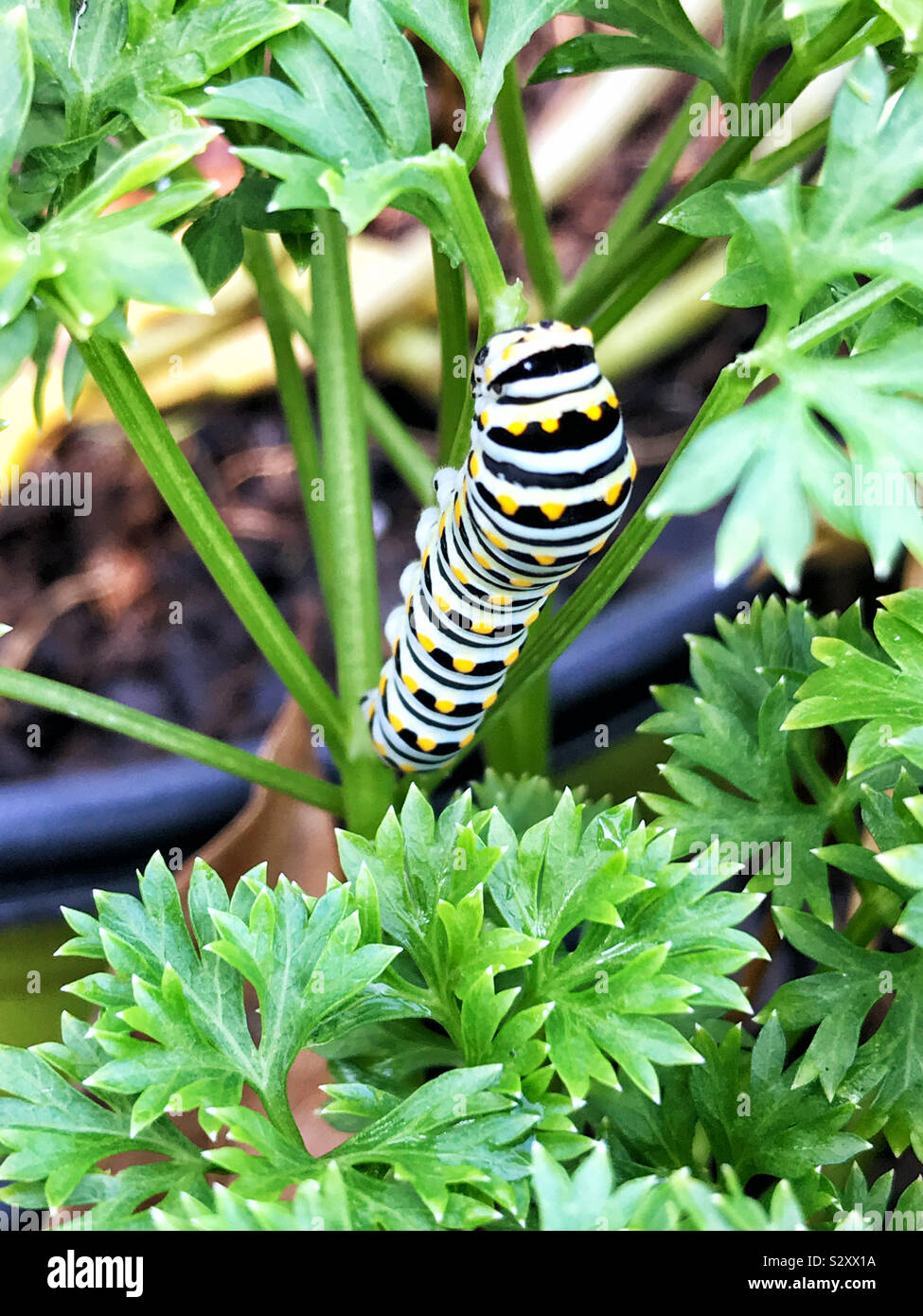 The life cycle of the black swallowtail butterfly during its