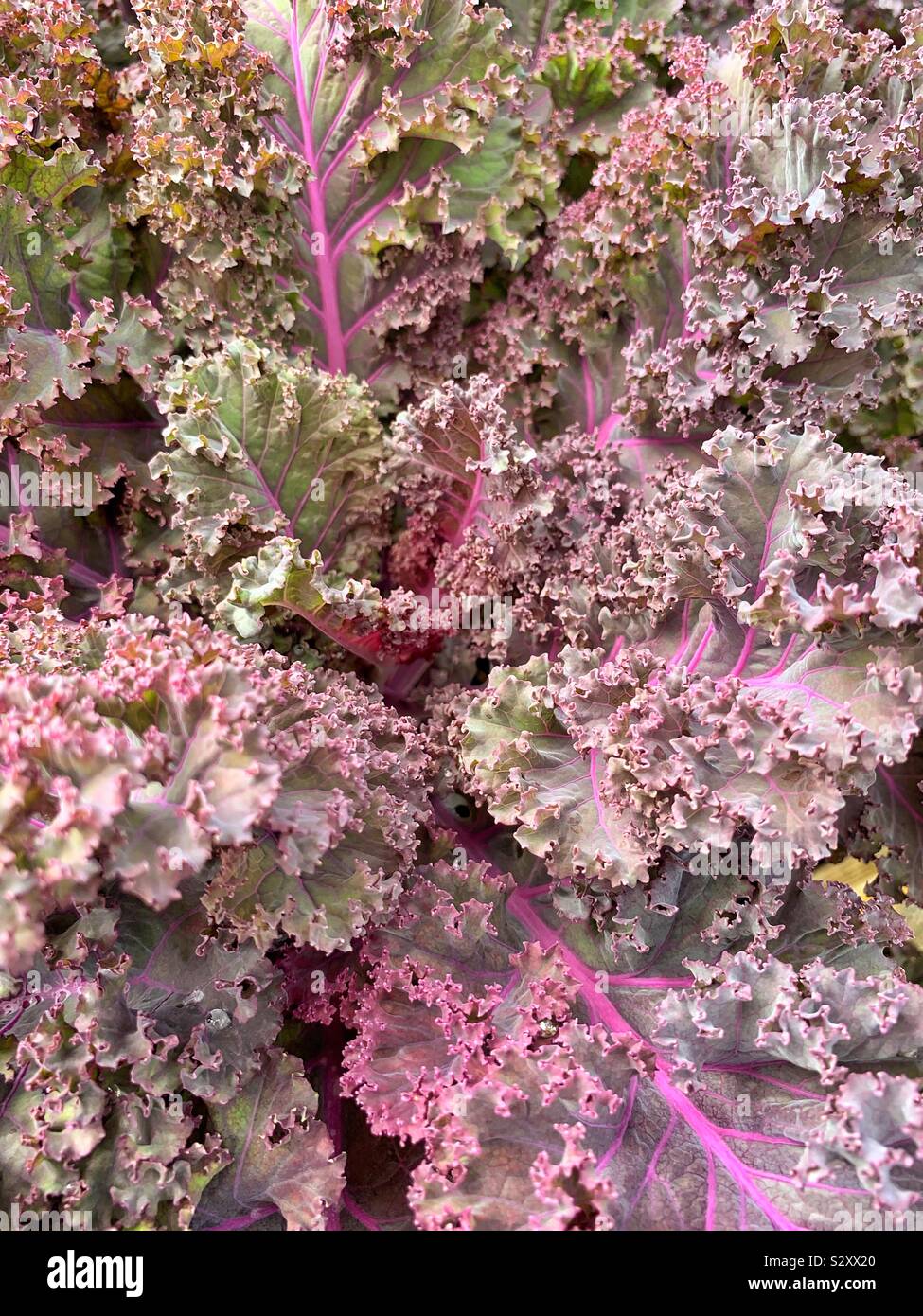Curly kale cabbage growing in the garden. - Smartphone Captured Stock Image