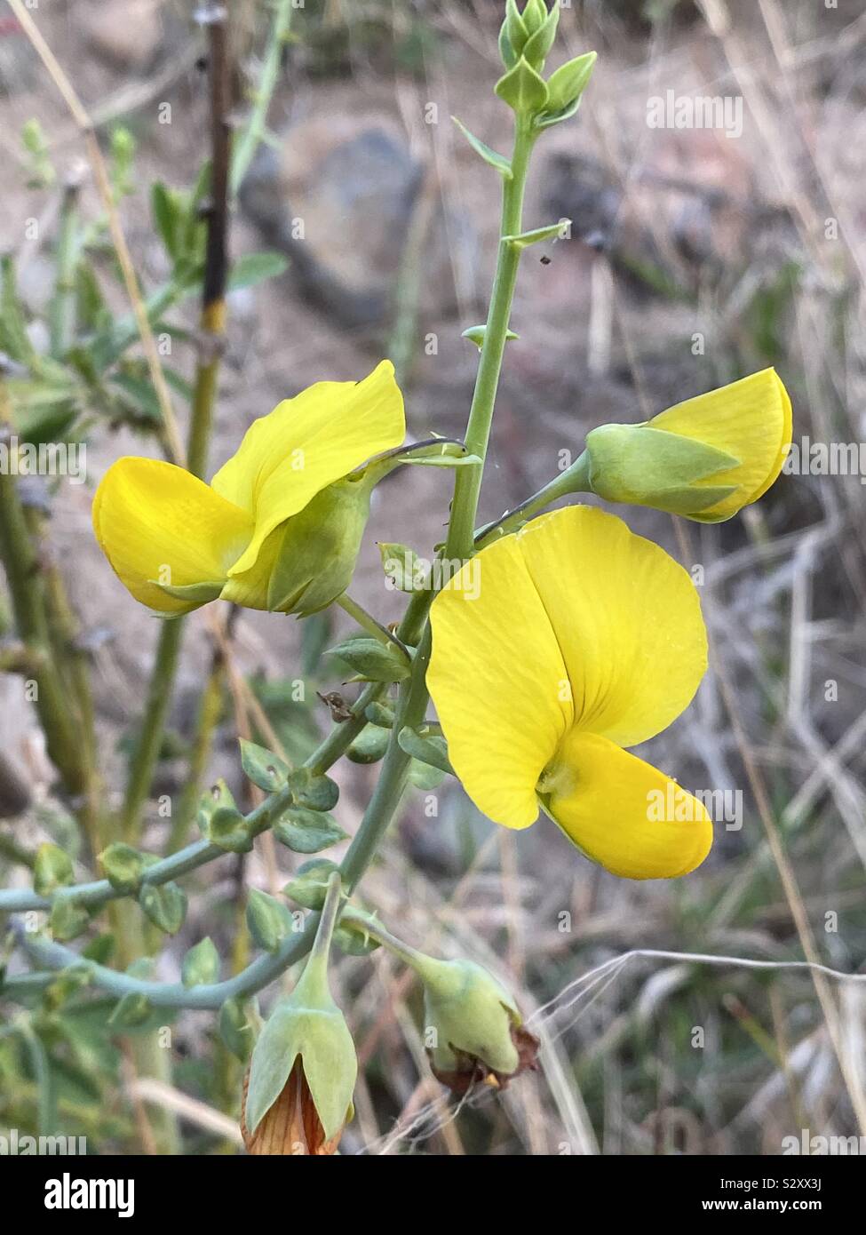 Crotalaria is a genus of flowering plants in the legume family Fabaceae (subfamily Faboideae) commonly known as rattlepods. Stock Photo