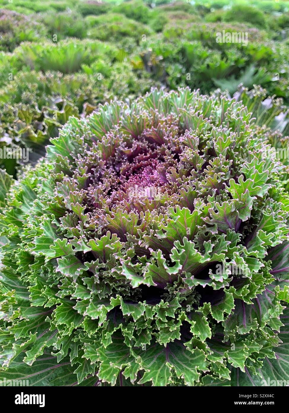 Fresh purple curly kale cabbage - Smartphone Captured Stock Image