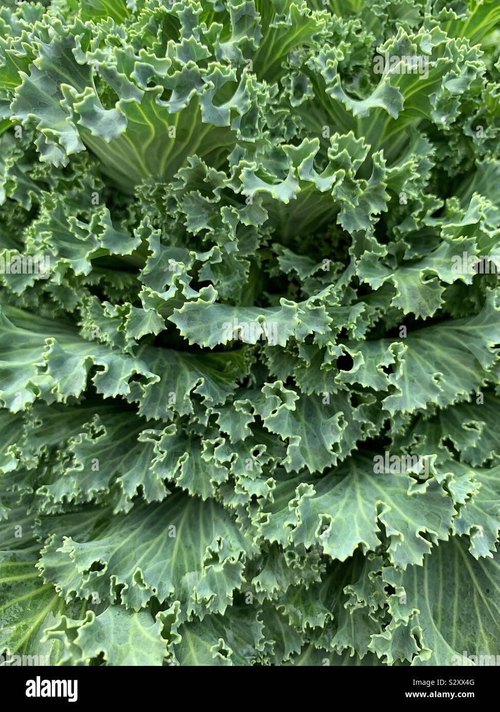 Side view of a head of curly green kale cabbage head growing in the summer vegetable garden - Smartphone Captured Stock Image