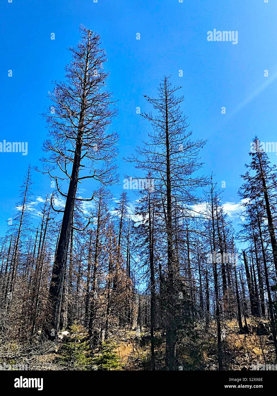Forest fire aftermath - Smartphone Captured Stock Image