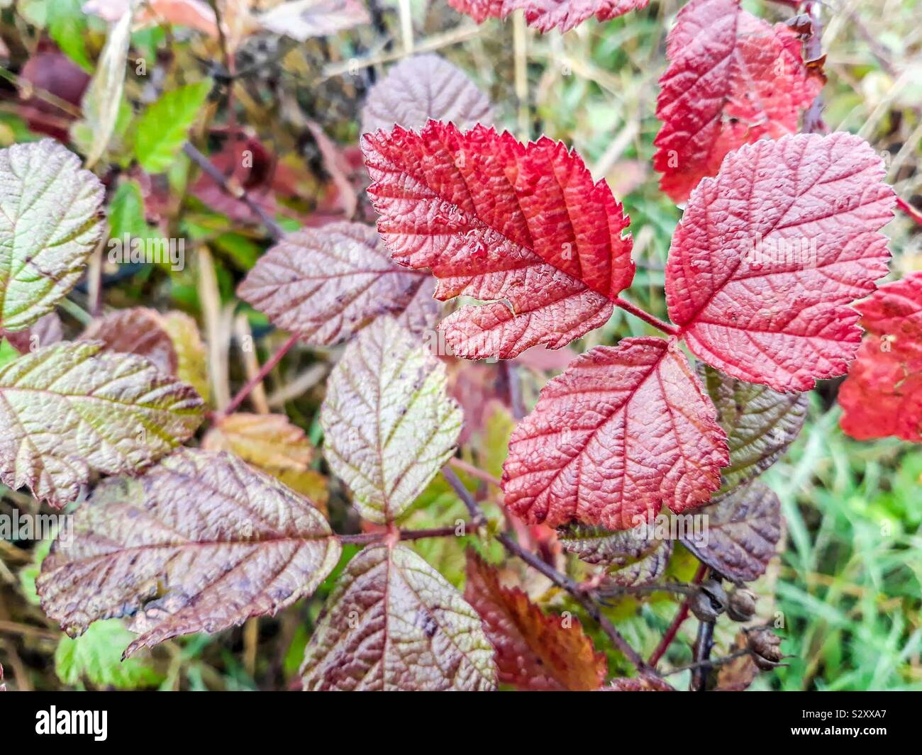 Green leaves turning red as fall settles in Stock Photo Alamy