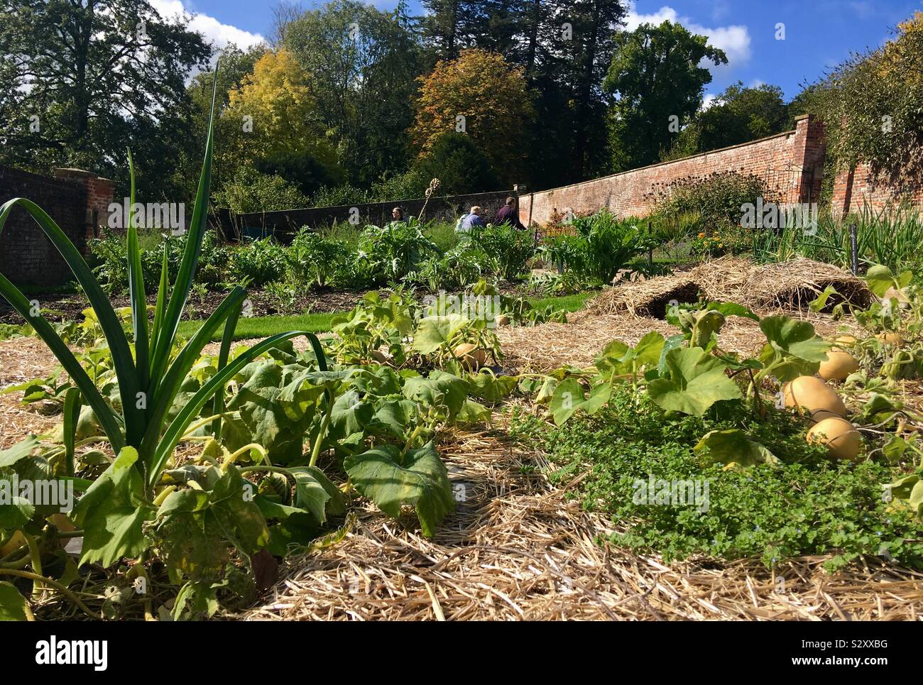 English country vegetable garden hires stock photography and images