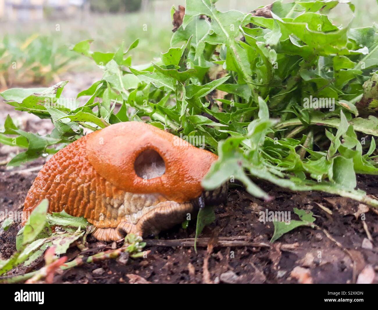Slug eating his lunch Stock Photo Alamy