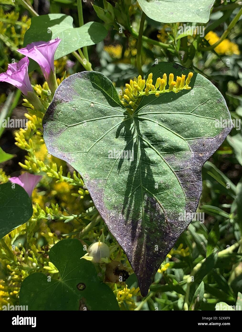 Changing leaves in the forest with wildflowers blooming - Smartphone Captured Stock Image