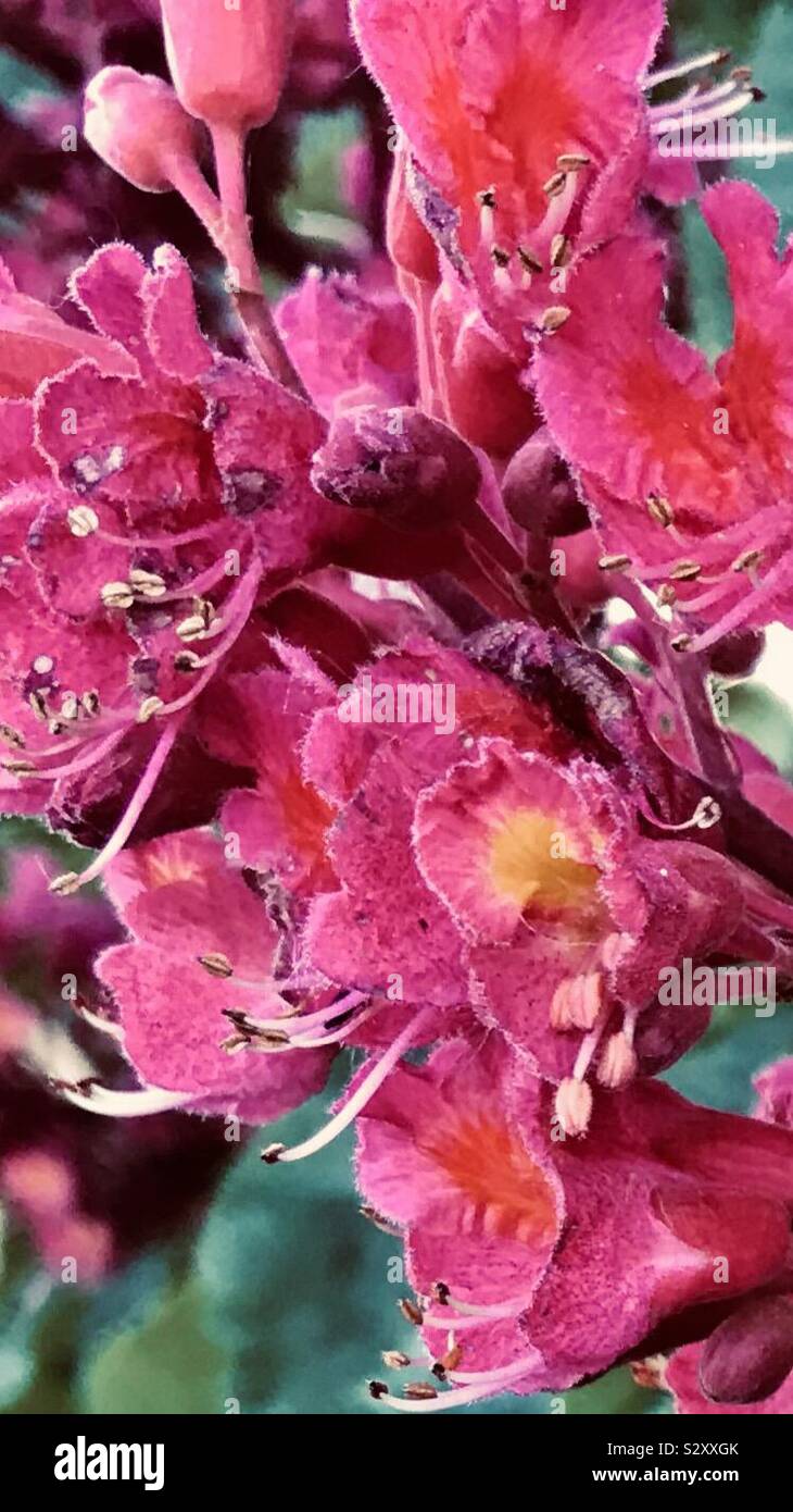 Red Horse Chestnut tree, Aesculus x carnea 'Briotii’ in England, Uk