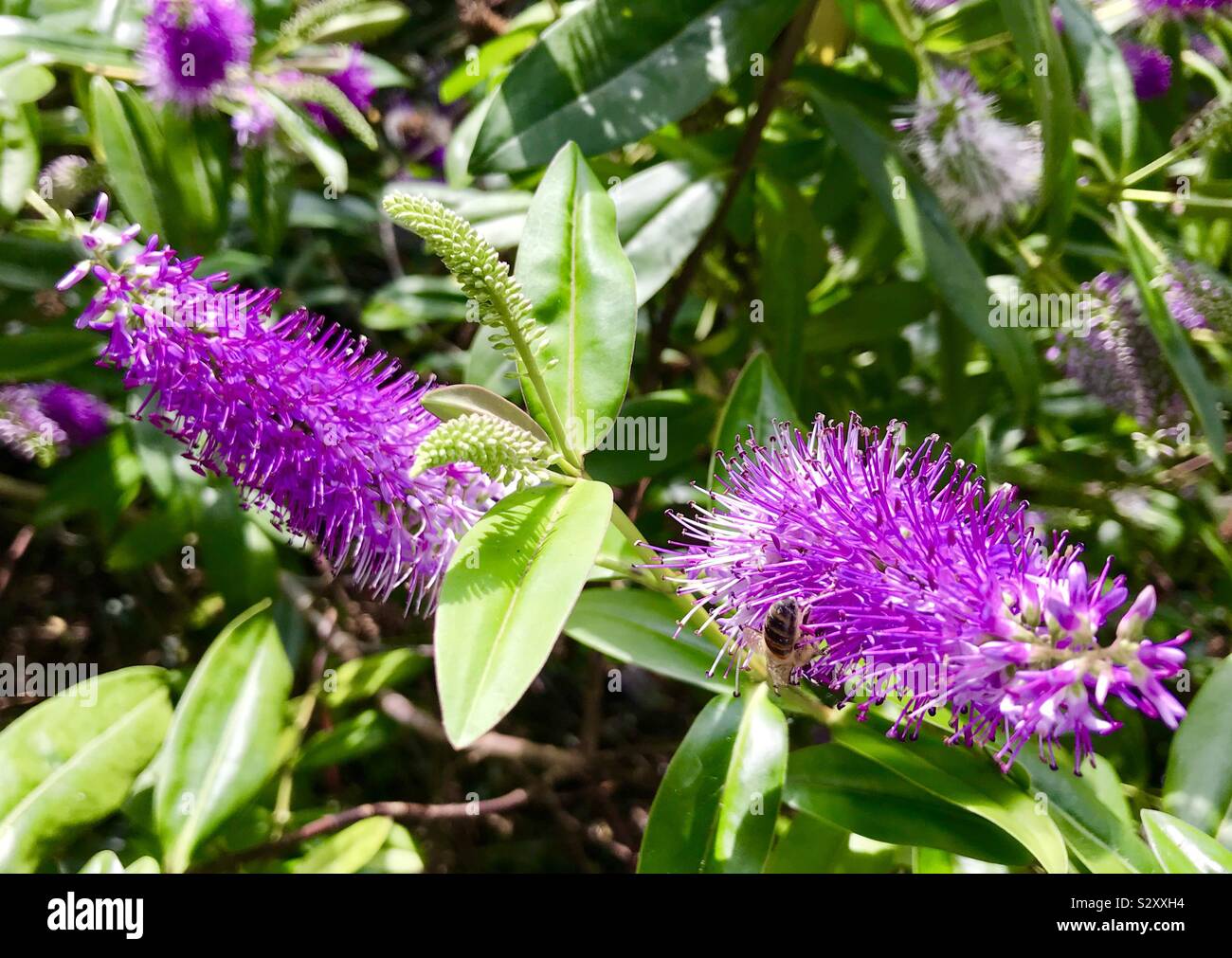 Purple evergreen Hebe plant, England, UK Stock Photo