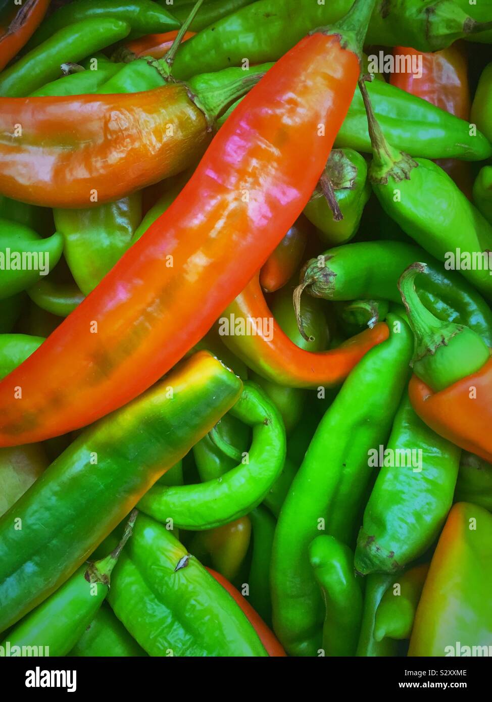 Close up of a bin of hatch green chilies in a grocery store produce aisle, USA - Smartphone Captured Stock Image