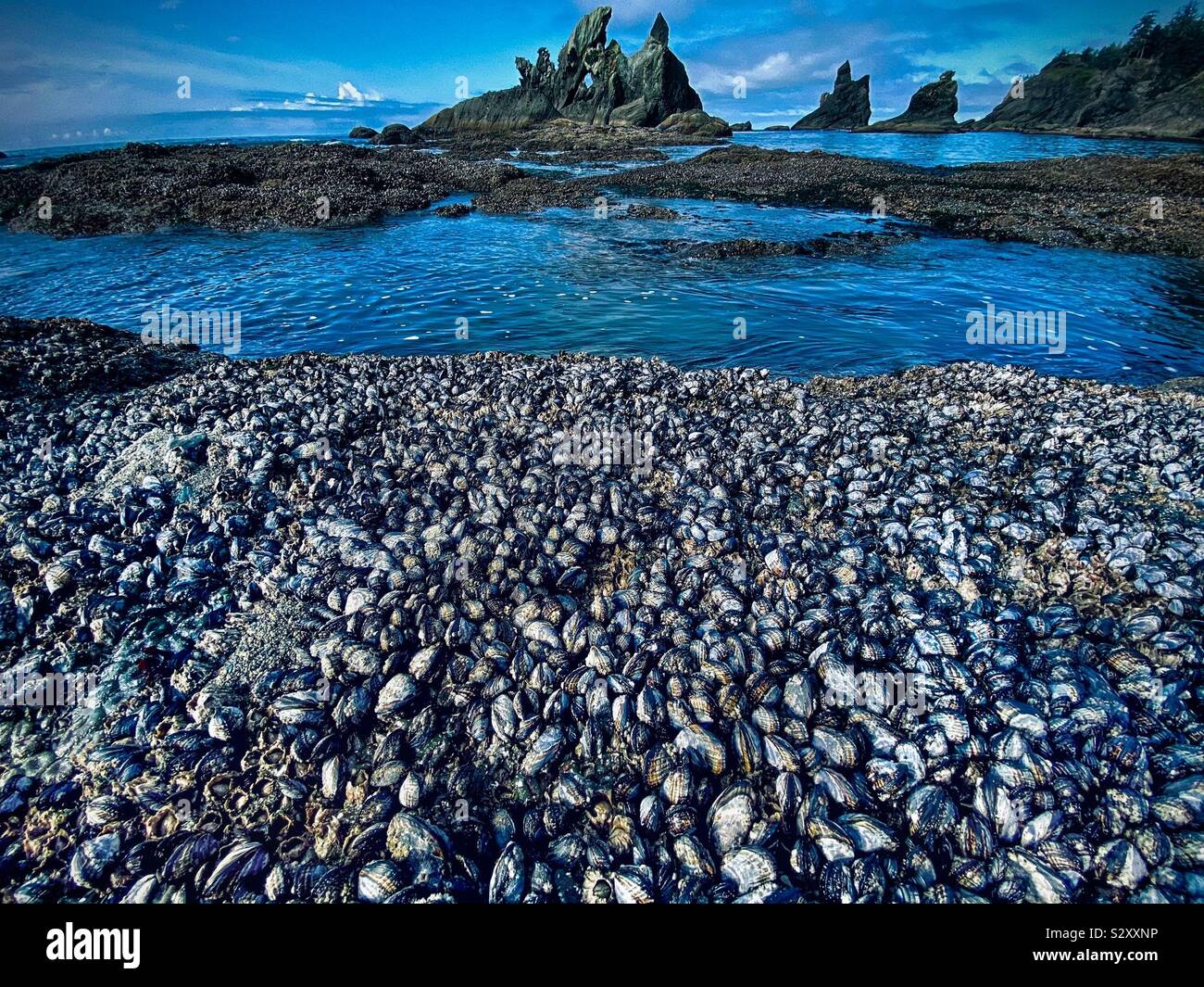 A bed of mussels with sea stacks in the background. Shi Shi beach, Olympic National park, Washington state, USA - Smartphone Captured Stock Image
