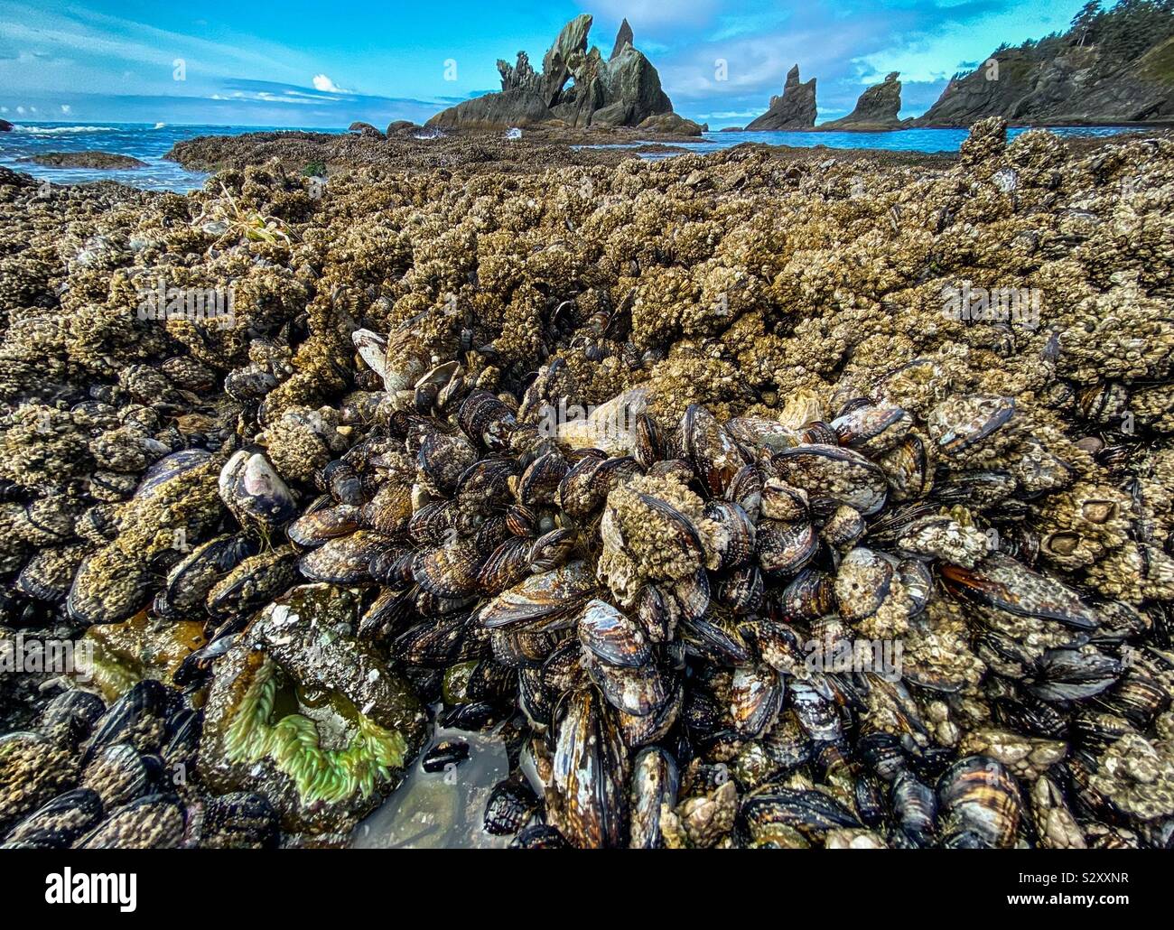 Bed of mussels in a cove protected by sea stacks in Shi Shi beach