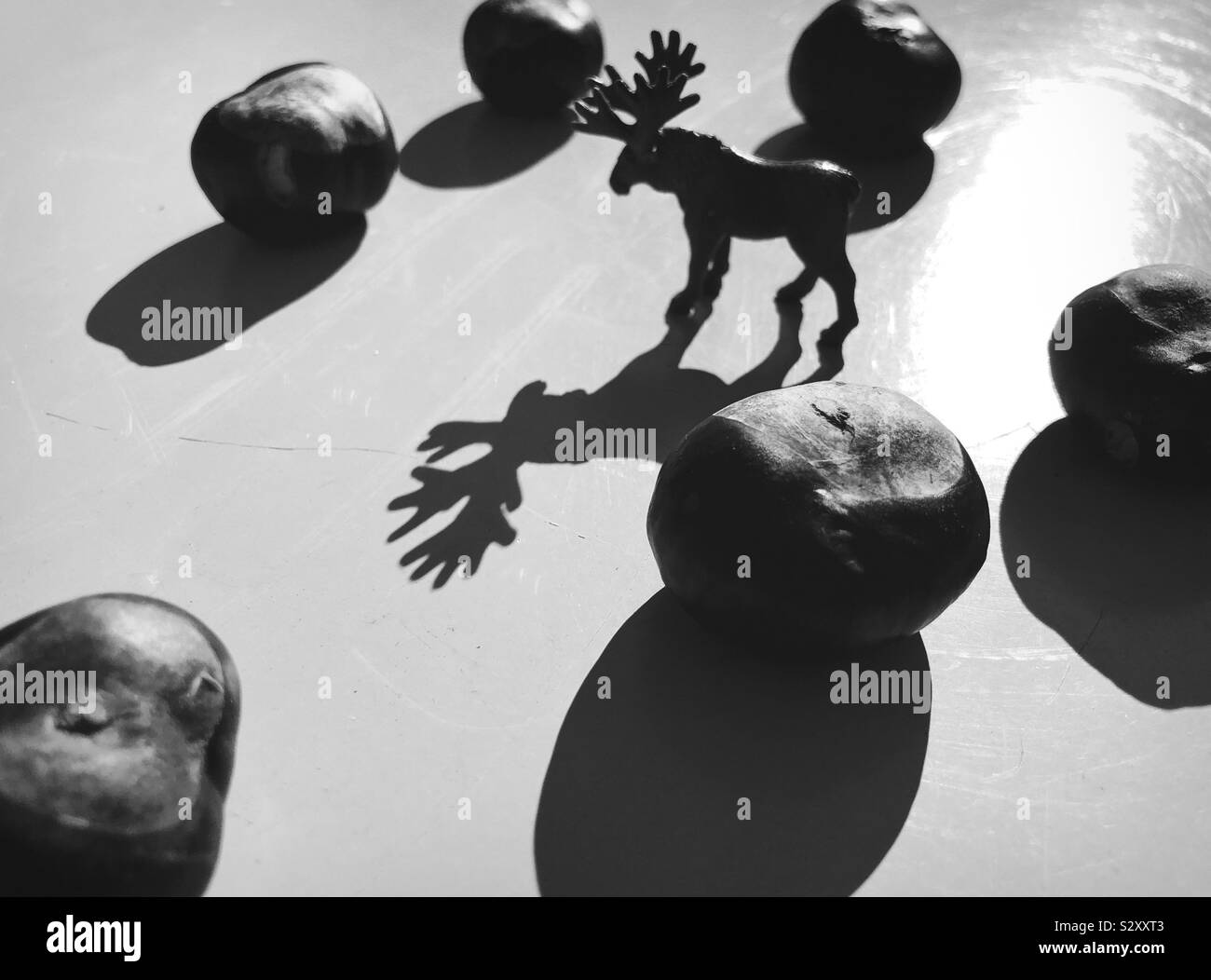 Still life image of a toy Deer and conkers - Smartphone Captured Stock Image