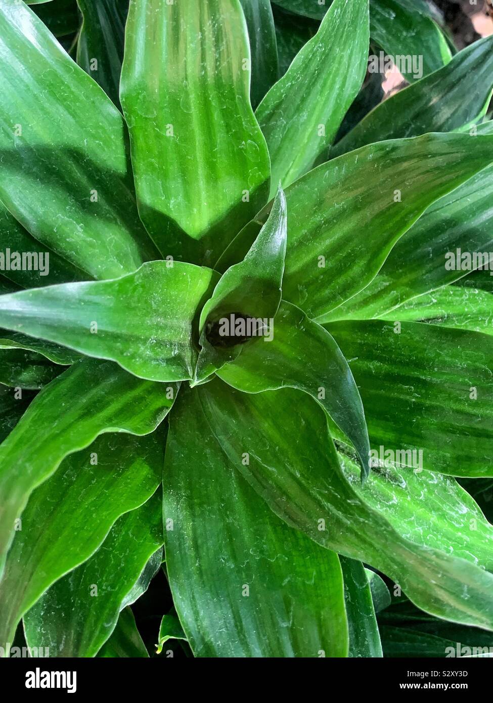 Top view of a garden fresh green bromeliad plant in full bloom. Stock Photo