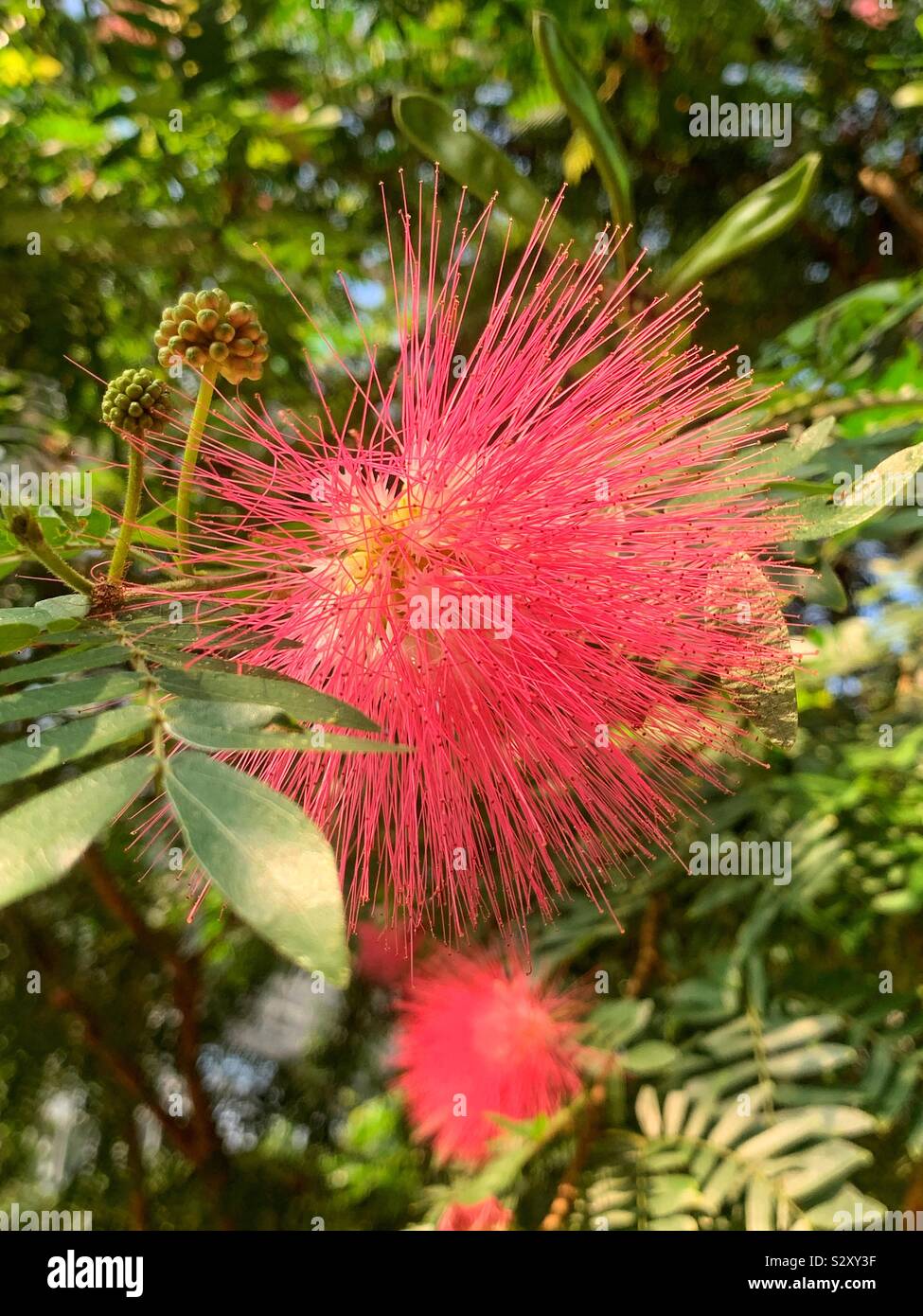 Pink powder puff tree flower, Calliandra surinamensis Stock Photo