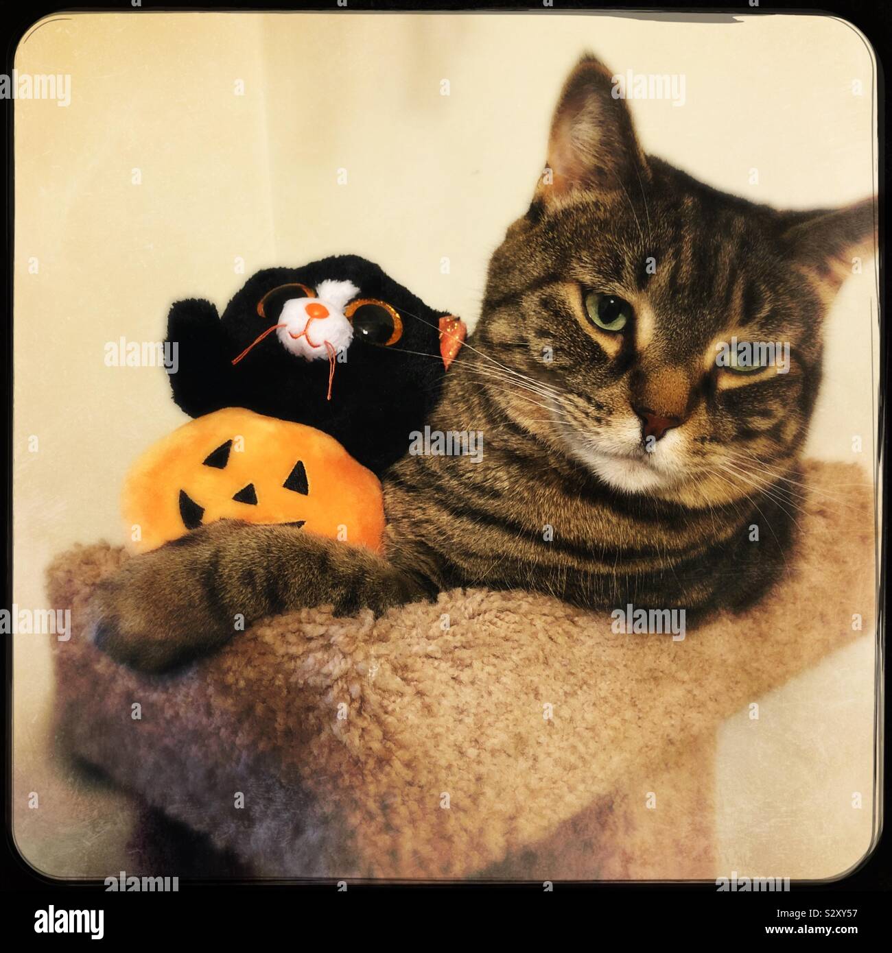 My cat posing with Halloween plushie Stock Photo