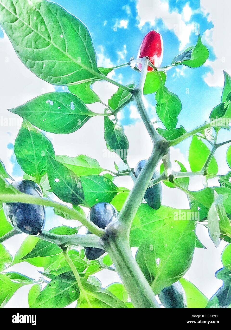Growing chilli hi-res stock photography and images - Alamy