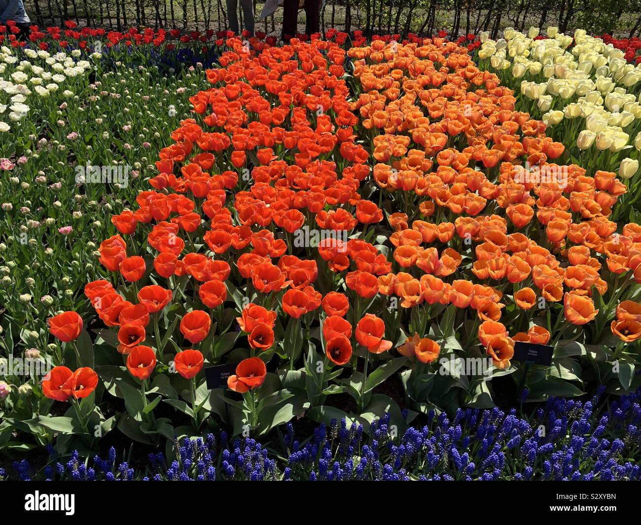 Amsterdam Netherlands Keukenhof Tulip Gardens Stock Photo