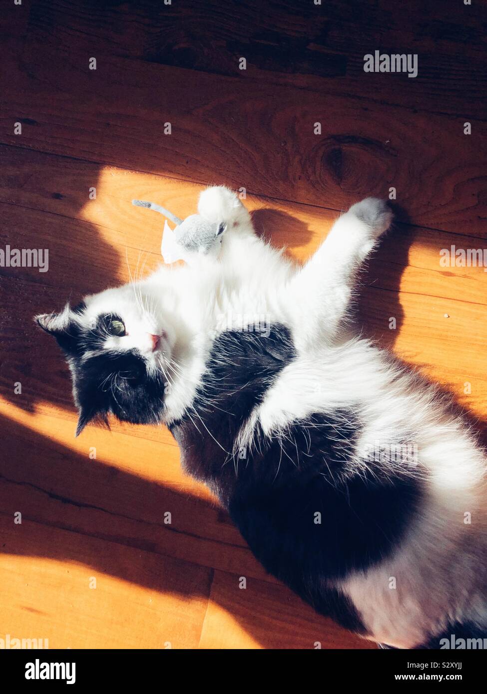 Cat and the sunny patch - Smartphone Captured Stock Image