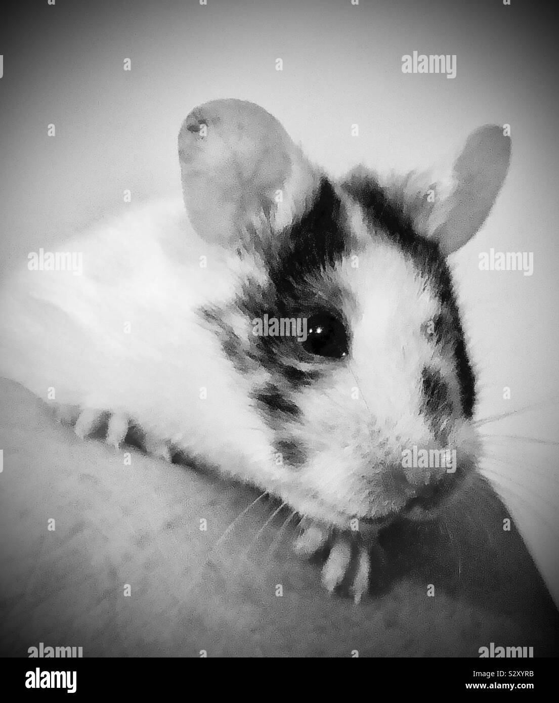 Cute Syrian hamster Stock Photo