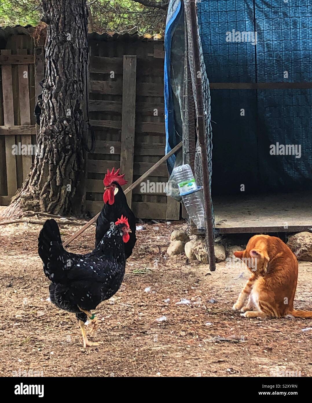 Cat with turkeys, Camporosso, Italy, October 2019 Stock Photo Alamy