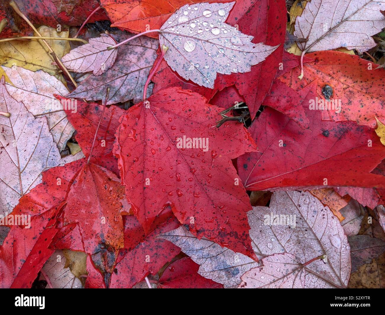 Fallen bright red autumn maple leaves with rain drops - Smartphone Captured Stock Image