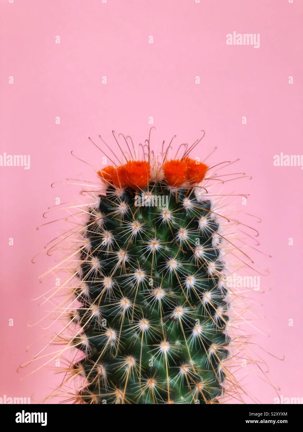 Small cactus with blooming orange flowers against a pink background - Smartphone Captured Stock Image