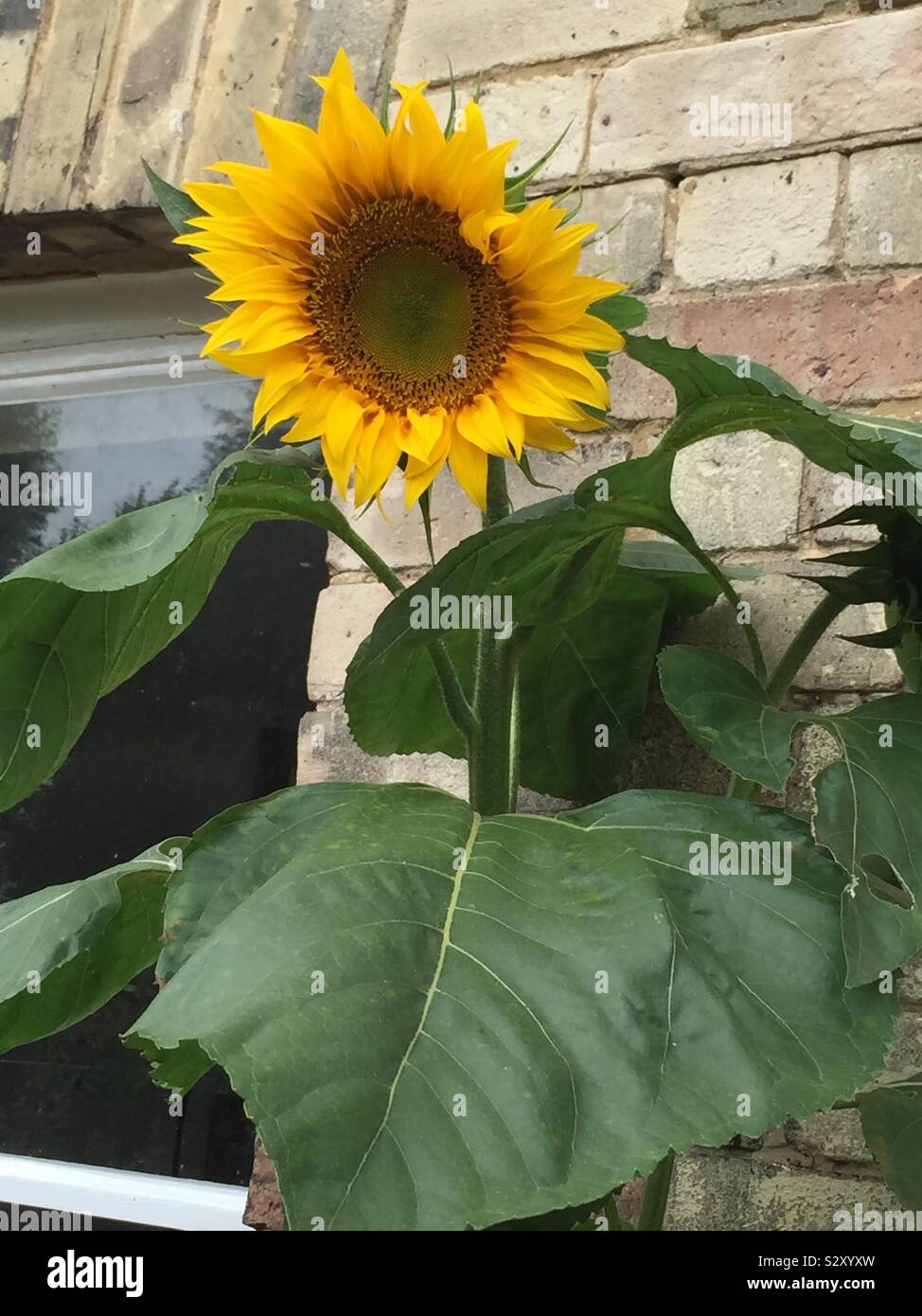 Sunflower - Smartphone Captured Stock Image