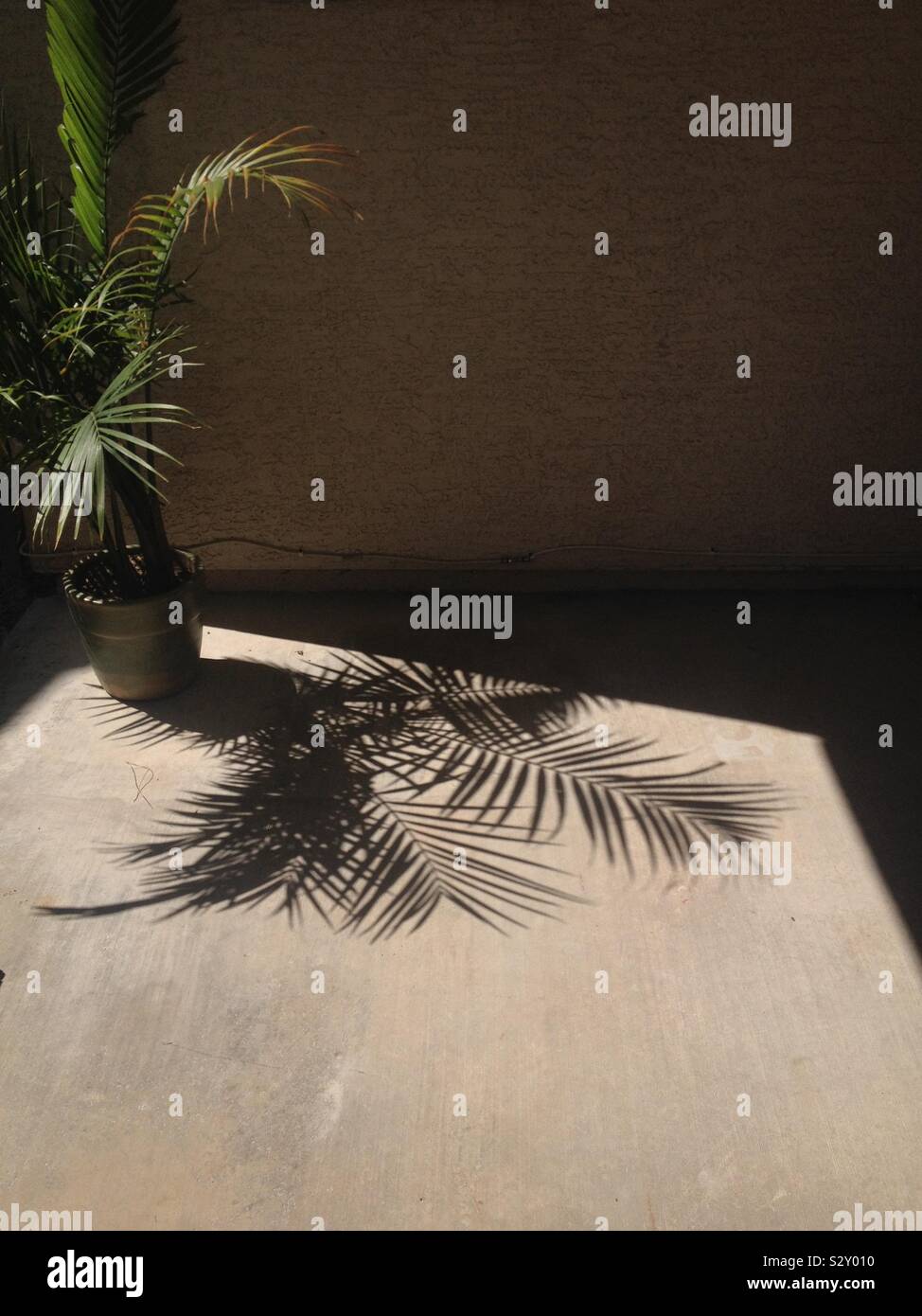 Minimal shot of a potted palm tree, sitting in the sunshine, casting shadows Stock Photo