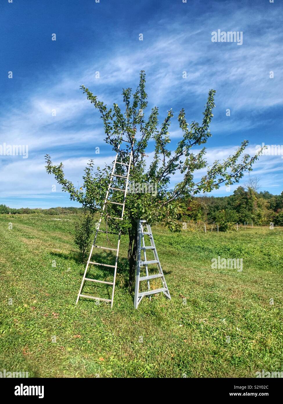 Apple picking ladders on apple tree Stock Photo
